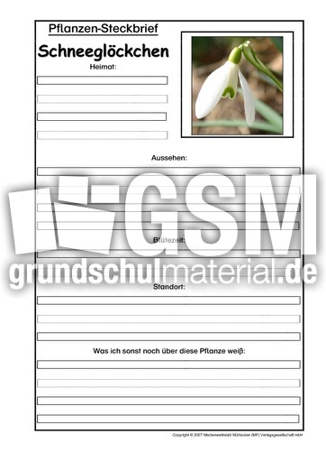 Pflanzensteckbrief-Schneeglöckchen-B.pdf